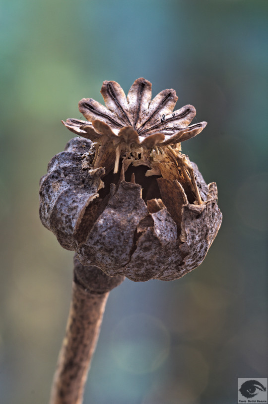  MG 4059 welke Blumen